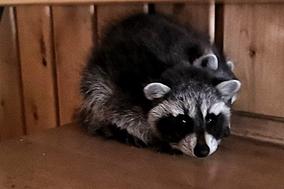 Waschbär, der sich verkriecht.