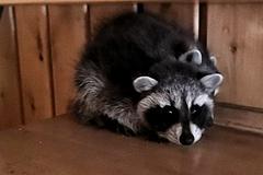 Waschbär, der sich verkriecht.