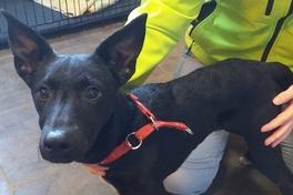 ausgesetzter schwarzer Hund