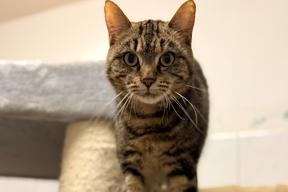 Katze auf Augenhöhe