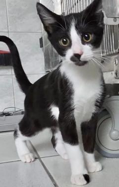 Ein schwarz-weißer Kater