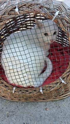 weiße Katze hinter Gittern in einem Korb.