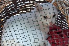 weiße Katze hinter Gittern in einem Korb.