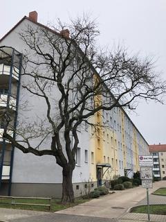 abgestorbener Baum