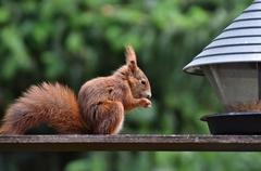 Eichhörnchen im Wald