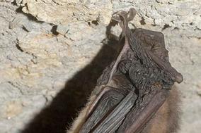 Fledermaus