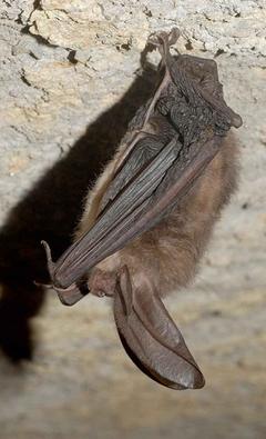 Fledermaus
