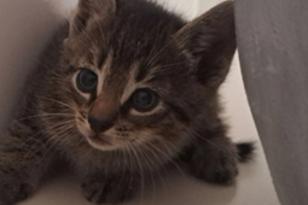 grau-weiß-getigerte Babykatze.