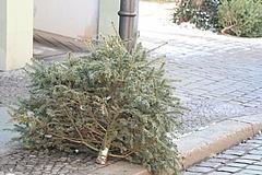 Abfuhr der Weihnachtsbäume in der Stadt Brandenburg