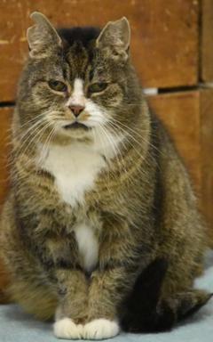 getigerte Katze sitzend.