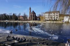 Wasservögel auf der Haver