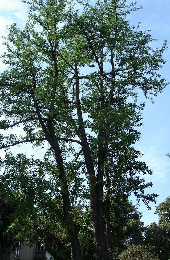Naturdenkmal 10: Ginkgobaum auf der Havelstraße