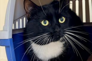 Schwarz-weiße Katze kuschelt sich in eine Transportbox.