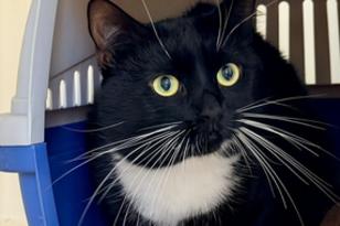 Schwarz-weiße Katze kuschelt sich in eine Transportbox.