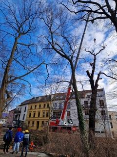 Diese Eiche in der Wallpromenade war nicht zu retten. Spezialisten erledigten die Fällung, was viele Zuschauende anlockte.