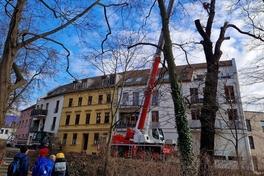 Diese Eiche in der Wallpromenade war nicht zu retten. Spezialisten erledigten die Fällung, was viele Zuschauende anlockte.