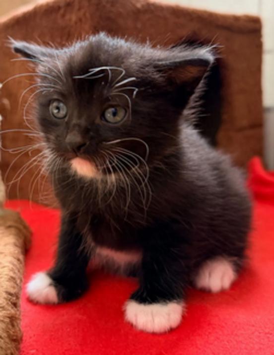 Schwarze Katze mit weißen Pfoten