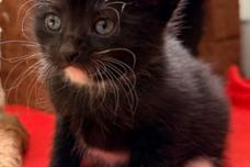 Schwarze Katze mit weißen Pfoten