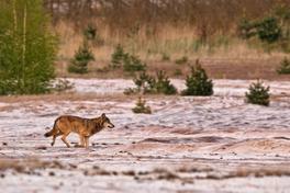 Wolfsinformationsabend