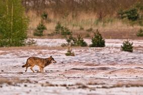 Wolfsinformationsabend