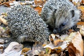 Für eine schöne Herbstzeit benötigen die Igel im Krugpark Unterstützung.