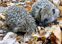 Für eine schöne Herbstzeit benötigen die Igel im Krugpark Unterstützung.
