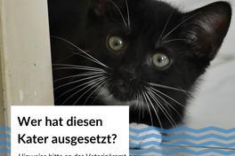 schwarzer Kater, der ausgesetzt wurde