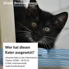schwarzer Kater, der ausgesetzt wurde