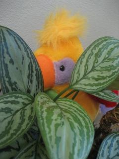 Bibliothekspapagei Merlin