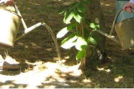 Wasser sparen und Stadtbäume wässern