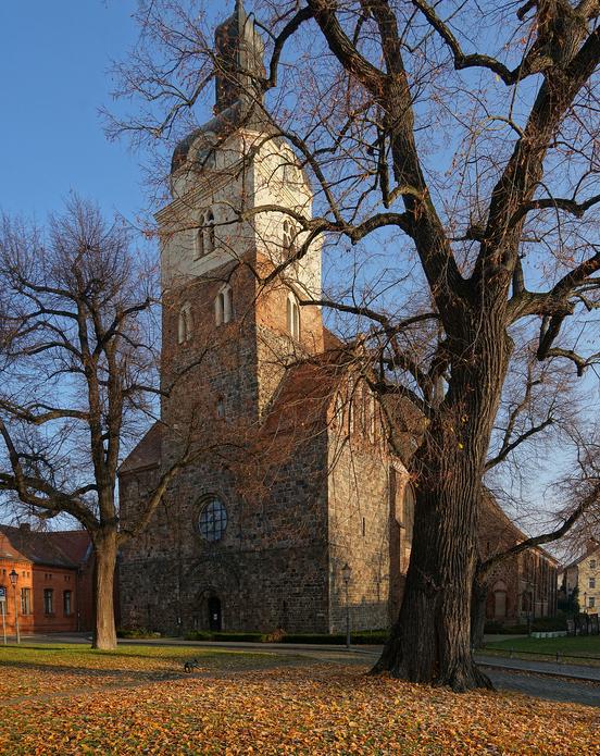 St.-Gotthard-Kirche in Brandenburg im Herbst/Winter: Kahler Baum und Kirche im Hintergrund