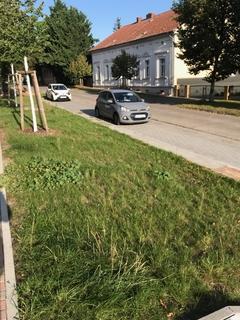 Grüner Randstreifen in Schmerzke.