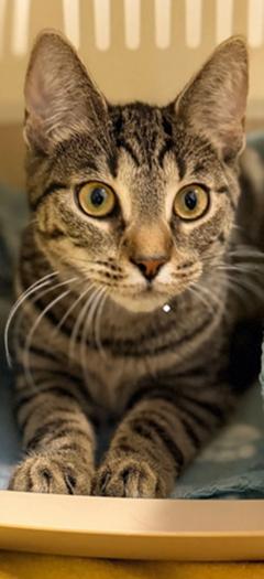 getigerte Fundkatze.