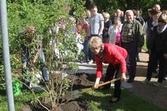 Pflanzen eines Flieders