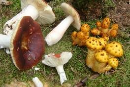 Familienwaldtag im Krugpark