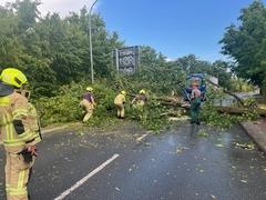 umgestürzter Baum auf einer Brandenburger Straße