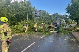 umgestürzter Baum auf einer Brandenburger Straße