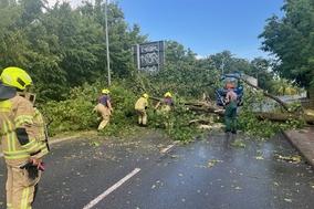 umgestürzter Baum auf einer Brandenburger Straße