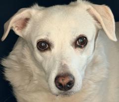 Weißer Hund schaut treumütig.