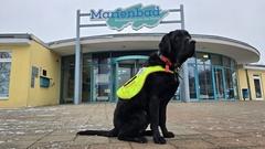 Labrador Cooper zählt zu den noch wenigen Assistenzhunden in der Stadt Brandenburg an der Havel.