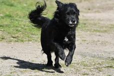 laufender schwarzer Hund.