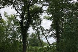 Illegale Baumfällungen im Stadtwald