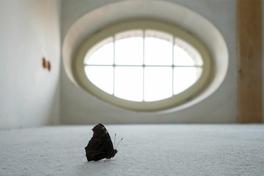 Tiere und Menschen in der Stadt – Geschichte(n) vom Mittelalter bis heute