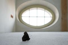 Vortrag "Tiere und Menschen in der Stadt – Geschichte(n) vom Mittelalter bis heute"