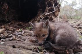 junger Fuchs