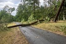 Umgestürzter Baum in Neuplaue