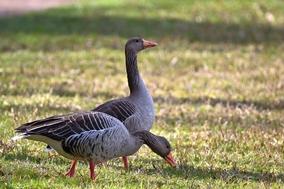 zwei zugvögel auf der wiese