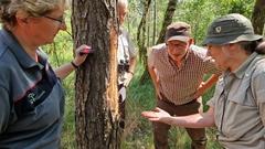 Der Borkenkäfer ist winzig, die Schadenslage recht groß.