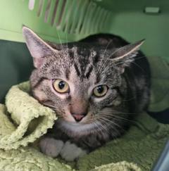 grau-schwarz getigerte Katze auf einer grünen Decke.