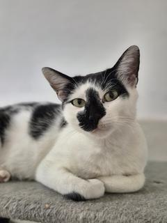 schwarz-weiße Katze